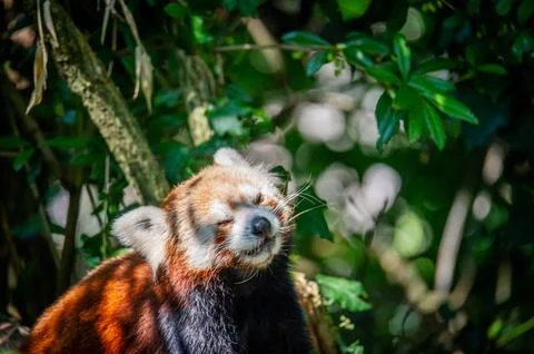 The red panda on a tree Stock Photos