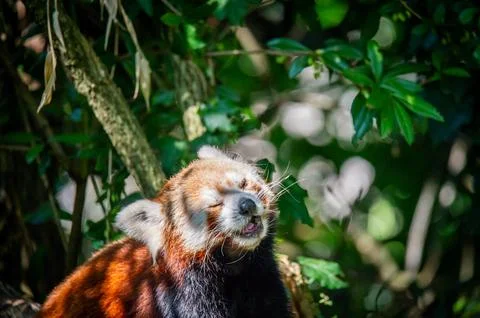 The red panda on a tree Stock Photos