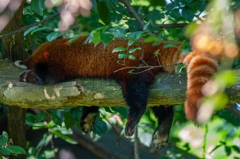 The red panda on a tree Stock Photos