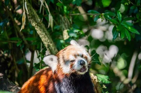 The red panda on a tree Foto stock