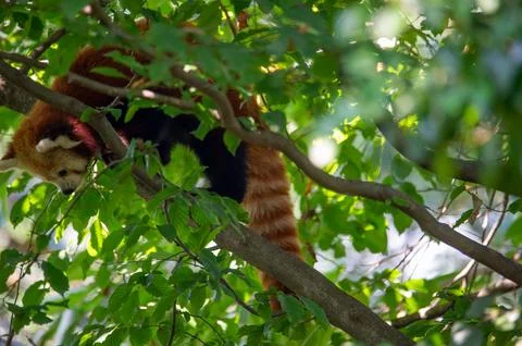 The red panda on a tree Stock Photos