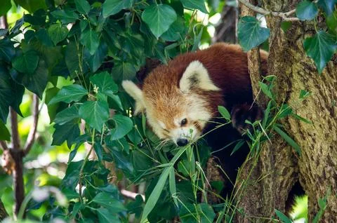 The red panda on a tree Stock Photos