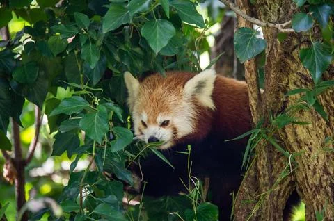 The red panda on a tree Stock Photos