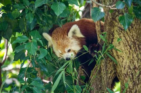 The red panda on a tree Stock Photos