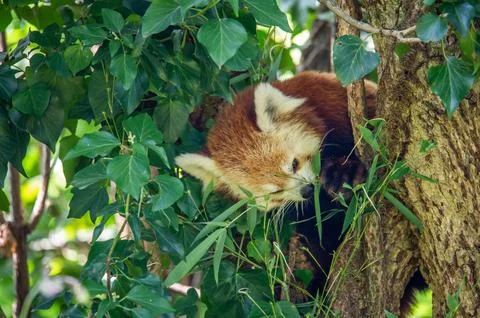 The red panda on a tree Foto stock