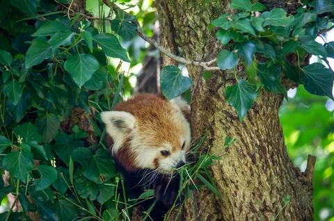 The red panda on a tree Foto stock