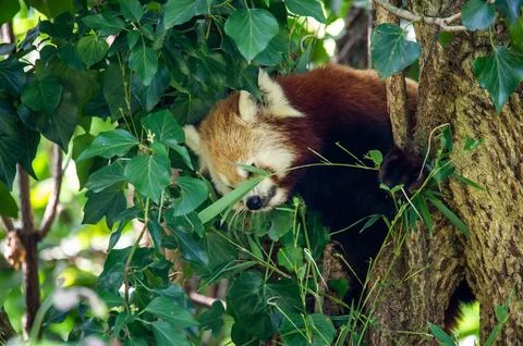 The red panda on a tree Stock Photos