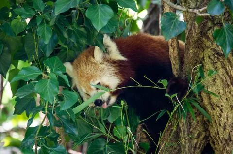 The red panda on a tree Stock Photos