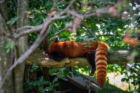 The red panda on a tree Stock Photos