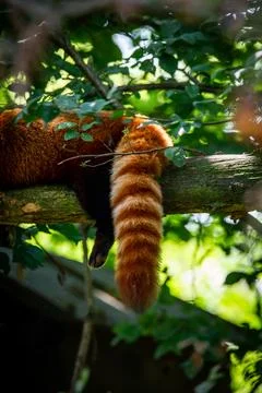 The red panda on a tree Stock Photos