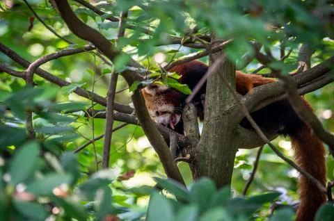 The red panda on a tree Stock Photos