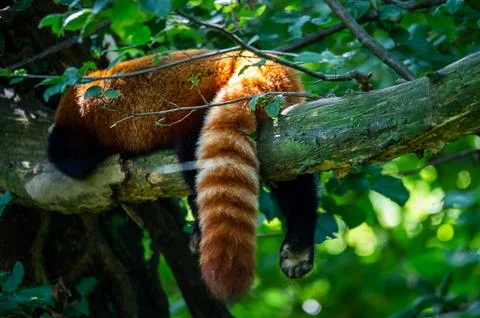 The red panda on a tree Stock Photos