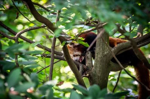 The red panda on a tree Stock Photos