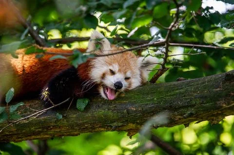 The red panda on a tree Stock Photos