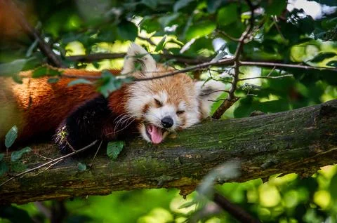 The red panda on a tree Stock Photos