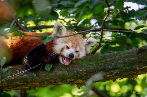 The red panda on a tree Stock Photos
