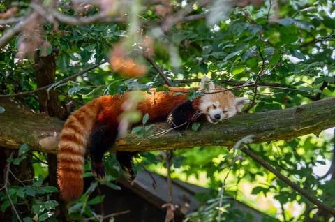 The red panda on a tree Stock Photos