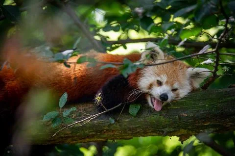 The red panda on a tree Stock Photos