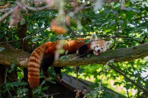 The red panda on a tree Stock Photos