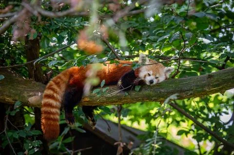 The red panda on a tree Stock Photos