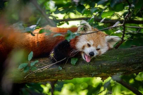 The red panda on a tree Stock Photos