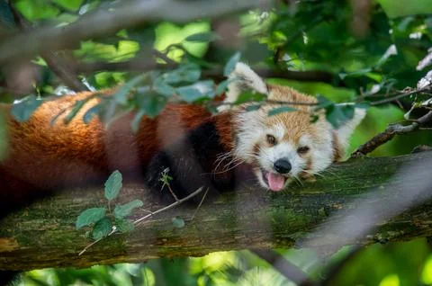 The red panda on a tree Foto stock