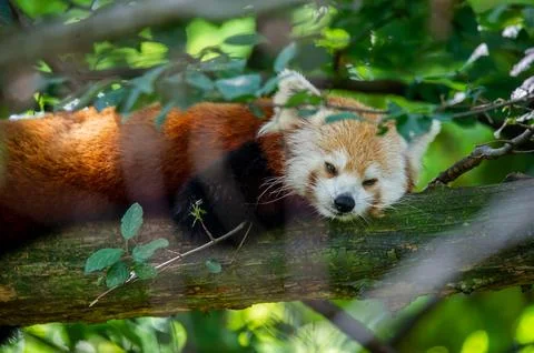 The red panda on a tree Stock Photos