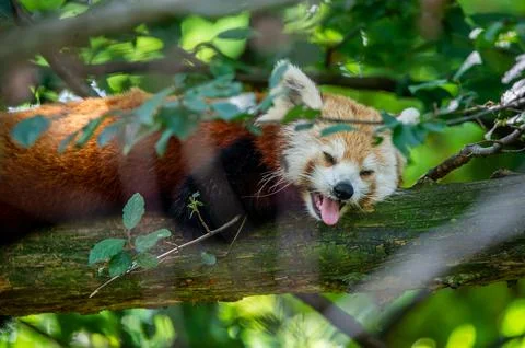 The red panda on a tree Stock Photos