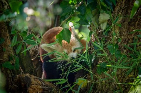 The red panda on a tree Foto stock