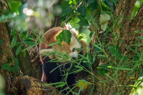 The red panda on a tree Stock Photos