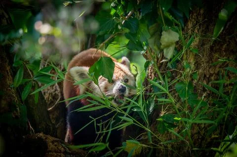The red panda on a tree Stock Photos