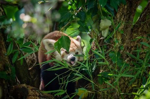 The red panda on a tree Stock Photos