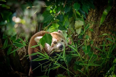 The red panda on a tree Stock Photos