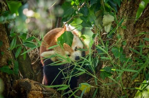 The red panda on a tree Stock Photos