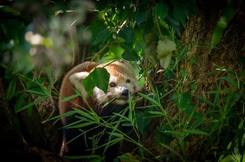 The red panda on a tree Stock Photos