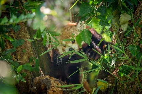 The red panda on a tree Stock Photos