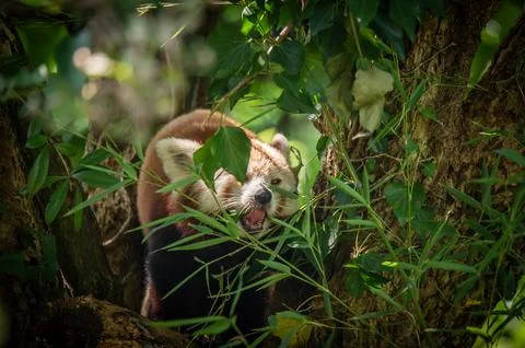 The red panda on a tree Stock Photos