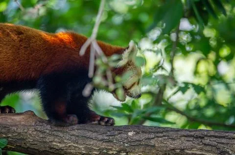 The red panda on a tree Stock Photos