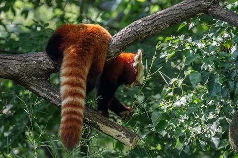 The red panda on a tree Stock Photos