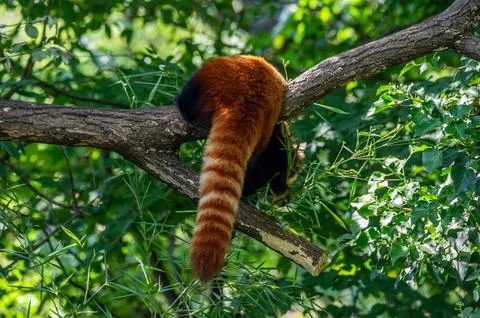 The red panda on a tree Stock Photos