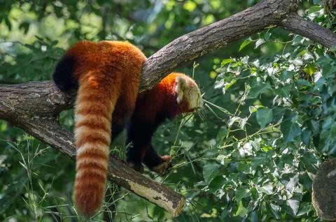 The red panda on a tree Stock Photos
