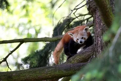 Red panda on a tree Stock Photos