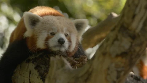 Red Panda trying to get comfortable on branch Close up Stock Footage 162489270