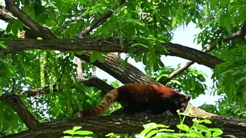 A red panda walk on the tree branch in sunny day Stock Footage 336904447