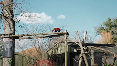 Red Panda Walking Along Tree Branch in Enclosure Stock Footage 238404071