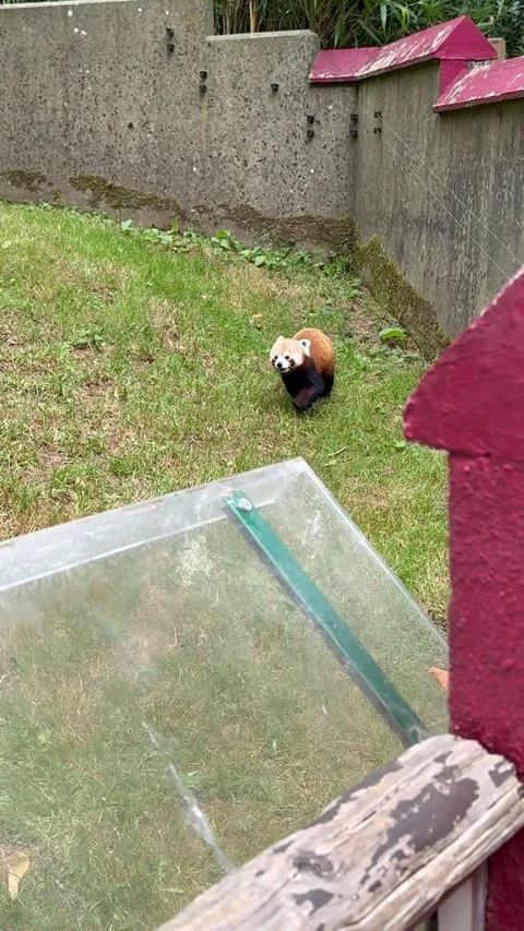 Red panda walking and rolling on grass in zoo enclosure Stock Footage 312561583