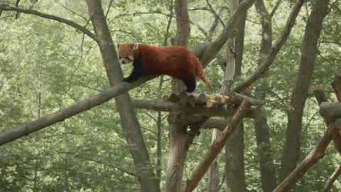 Red Panda Walking On A Branch In The Gdańsk Zoo - low angle shot Stock Footage