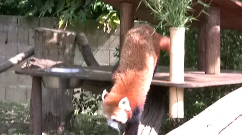 Red panda walking down a log Stock Footage 28389952