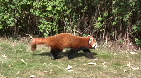 Red panda walking on grass Stock Footage 28389459