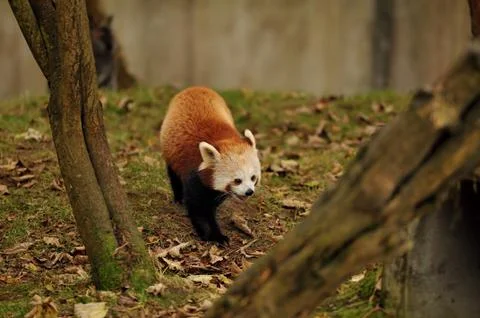Red Panda walking on  leaf covered grass Stock Photos